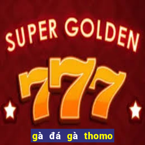 gà đá gà thomo trực tiếp