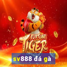 sv888 đá gà