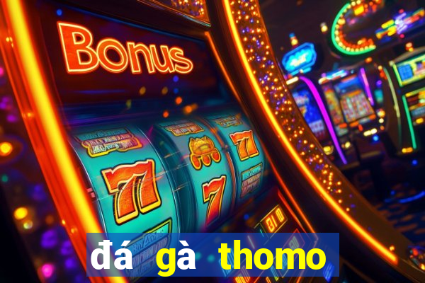 đá gà thomo trực tiếp gà tre