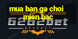 mua ban ga choi mien bac