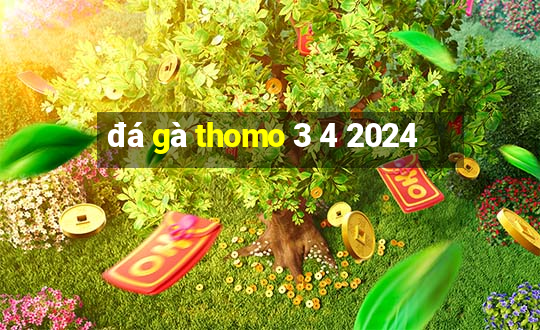 đá gà thomo 3 4 2024