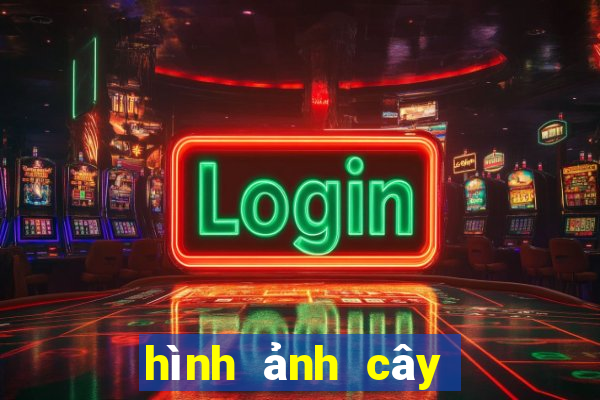 hình ảnh cây địa liền