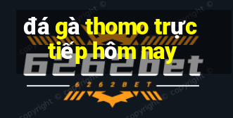 đá gà thomo trực tiếp hôm nay