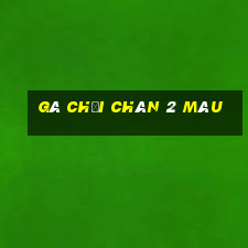 gà chọi chân 2 màu