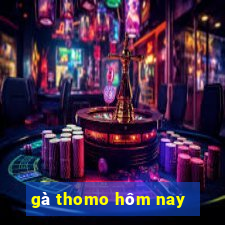 gà thomo hôm nay