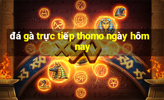 đá gà trực tiếp thomo ngày hôm nay