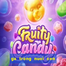 ga trong nuoi con luu chi vy