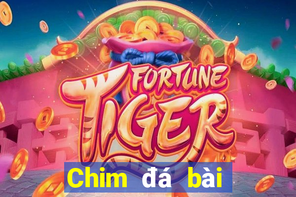 Chim đá bài địa chủ aap