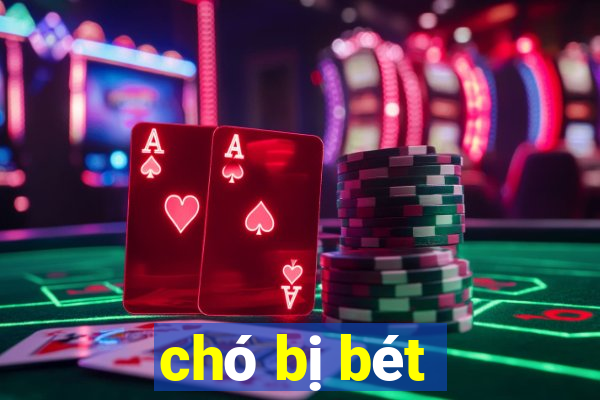 chó bị bét