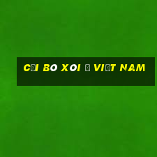 Cải bó xôi ở Việt nam