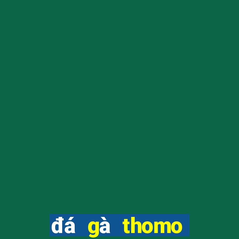 đá gà thomo ngày hôm nay