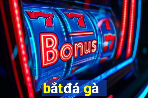 bắt đá gà