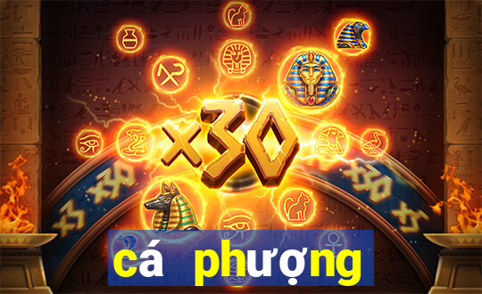 cá phượng hoàng vàng