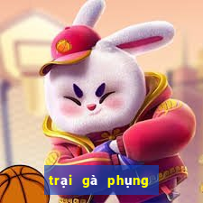 trại gà phụng hoàng kê 2019